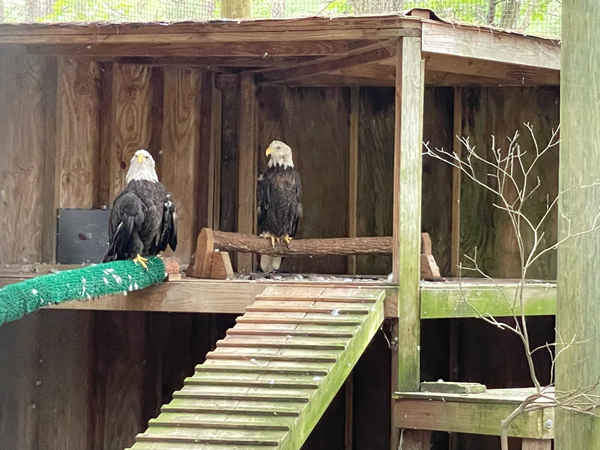 Join Us June 1st For Cedar Run Wildlife Refuge Hike/Stroll