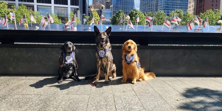 Community Heroes Grantee Spotlight: Crisis Response Canines